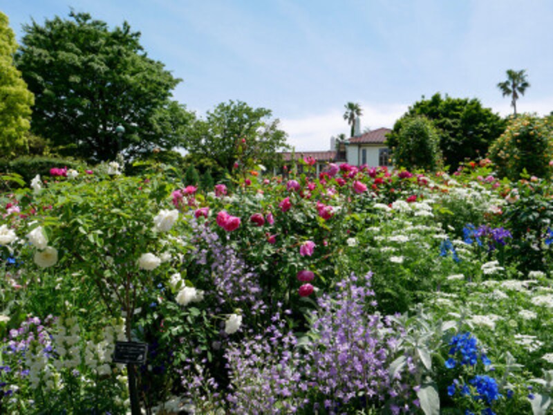 イギリス館前庭「イングリッシュローズの庭」（2022年5月10日撮影）