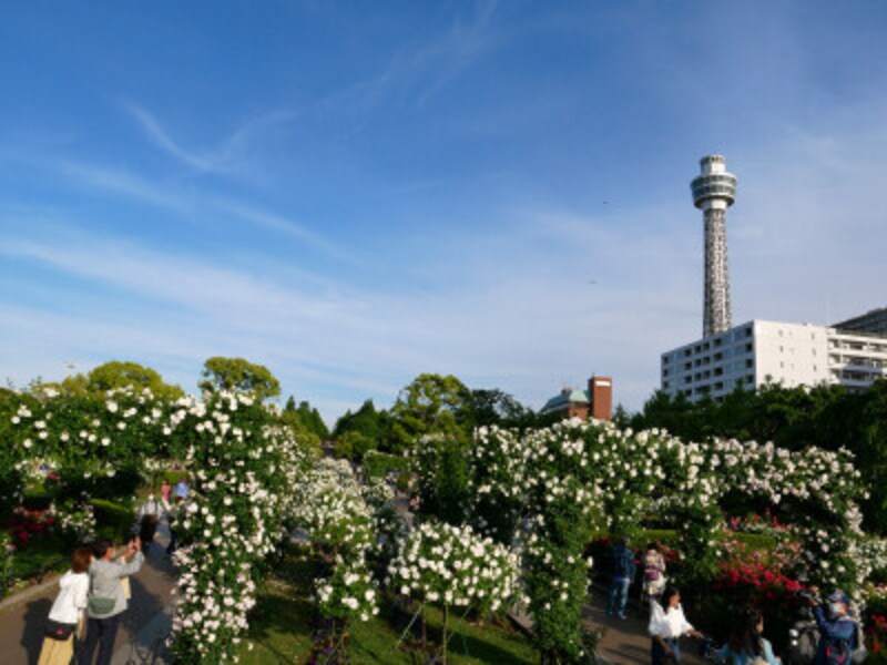 山下公園の向かい側にある横浜マリンタワーは2022年夏ごろまで改修工事のため休館（2022年5月10日撮影）