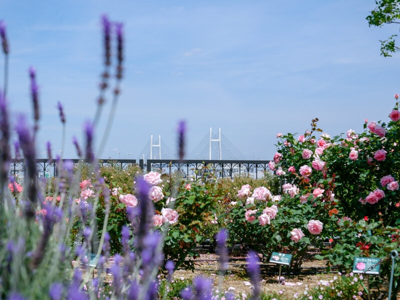 アメリカ山公園ではバラとさまざまな草花との競演が楽しめます（2022年5月10日撮影）