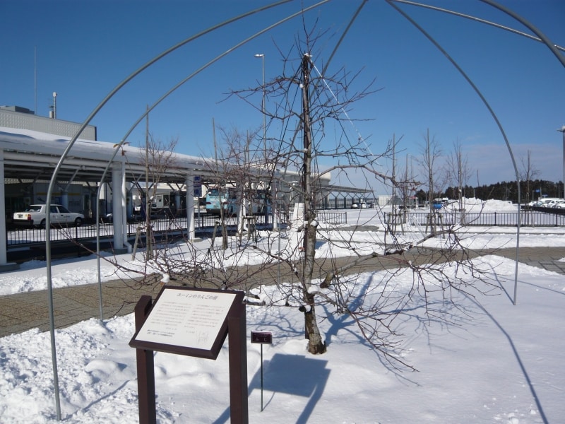 「シナノゴールド」と「フジ」の2種類の林檎の木が植えられています