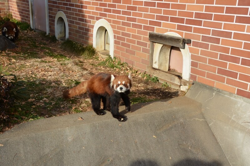 見学者に駆け寄るレッサーパンダ