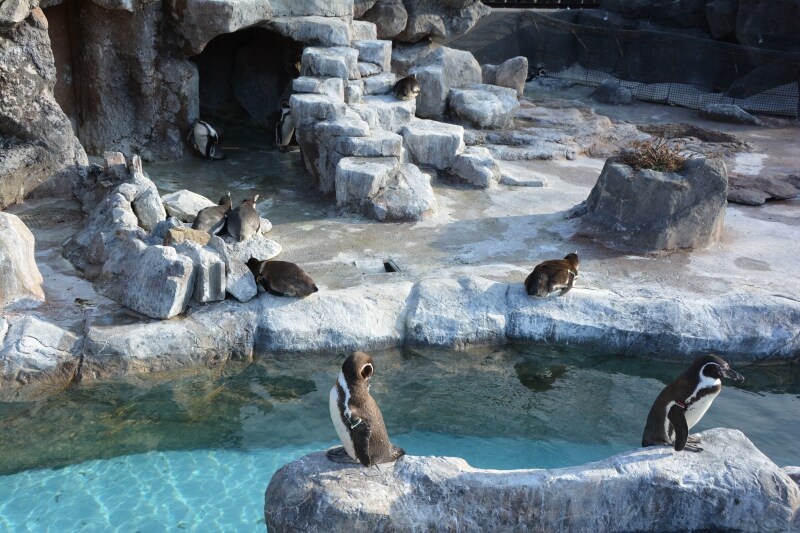 日向ぼっこをするペンギン