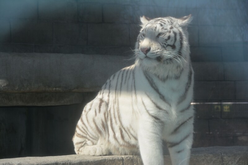 国内で約30頭しかいないホワイトタイガー