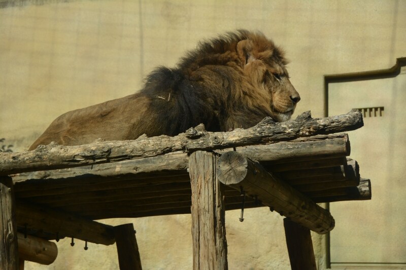 百獣の王ライオン