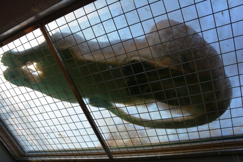 トンネルから見上げるライオン