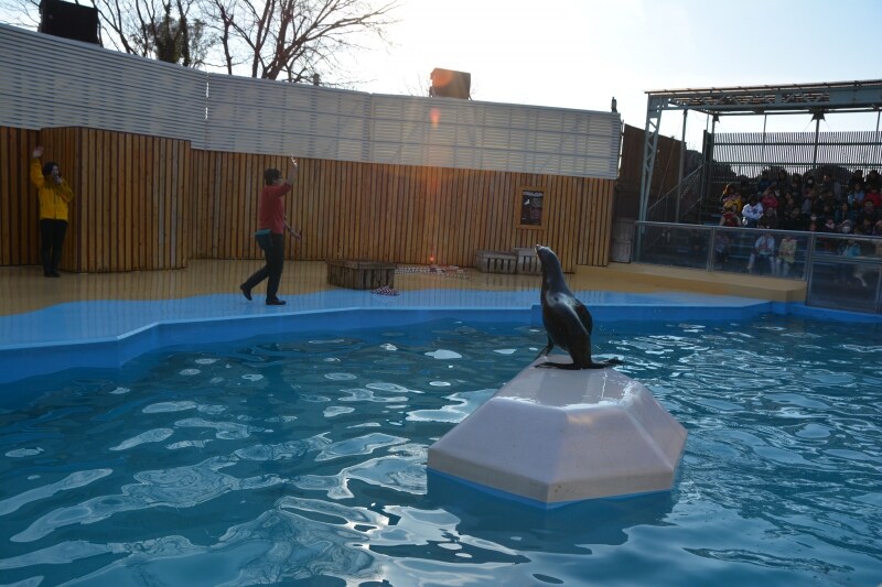 次々に技を繰り出すオットセイのショー