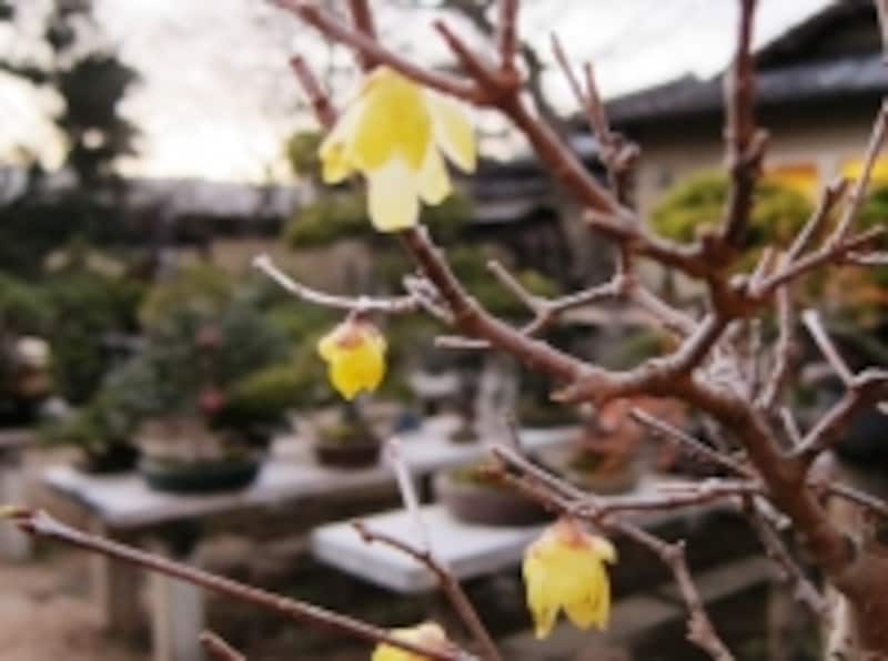 ソシンロウバイの花