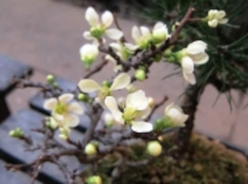 チョウジュバイの花