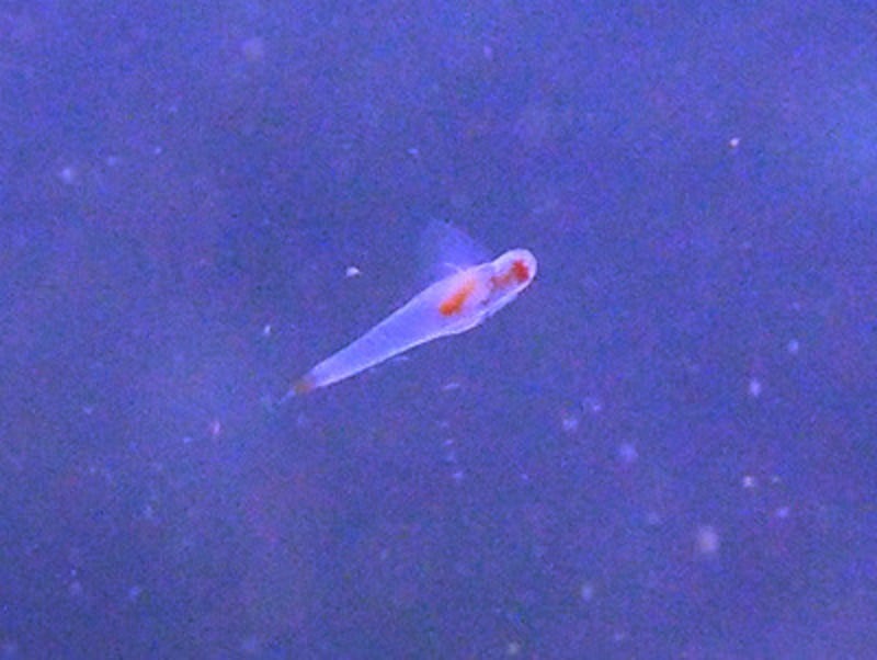 流氷ダイビング,流氷,クリオネ