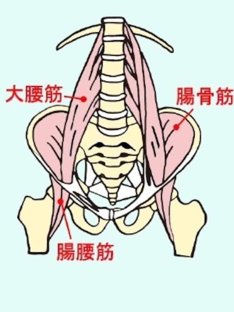 体幹と股関節を繋ぐ腸腰筋。