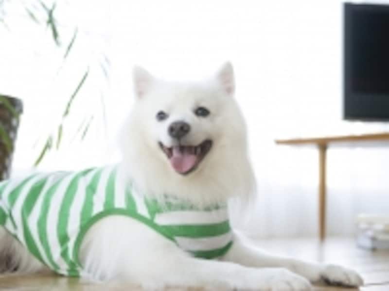 自分の犬にとって何がご褒美になるのか?