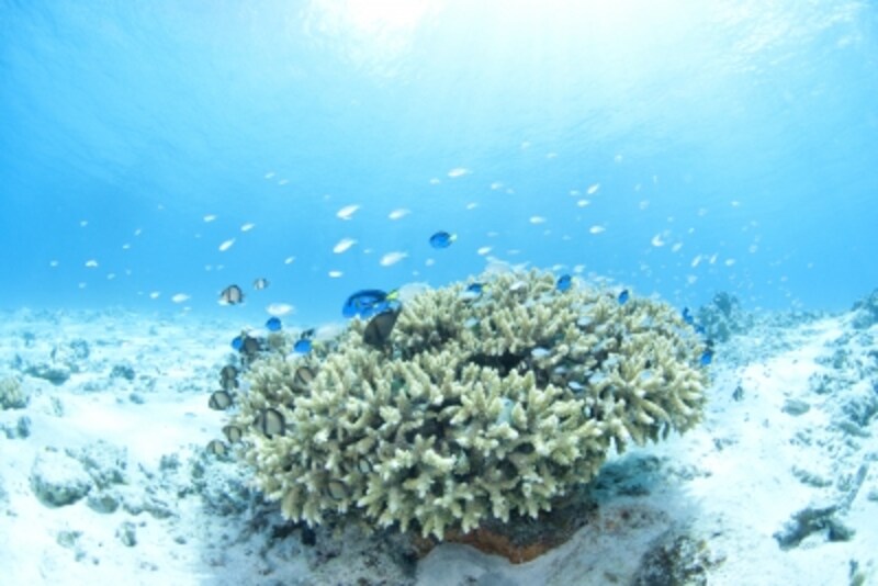 サンゴの生態系と腸内細菌の意外な共通点とは [医療情報・ニュース] All About