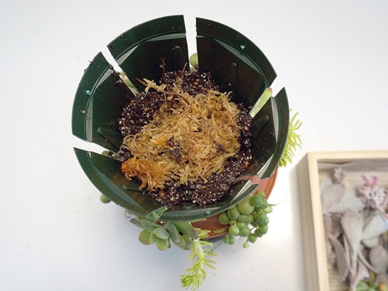 ネルソルと水苔