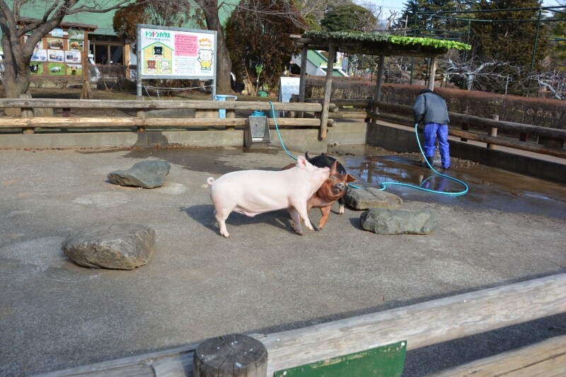 トントンハウス