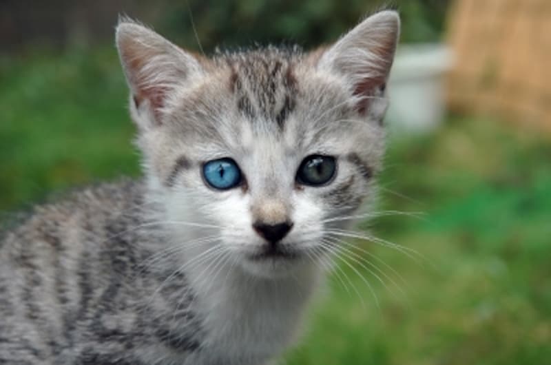 左右で目の色が違うオッドアイのねこ(写真)