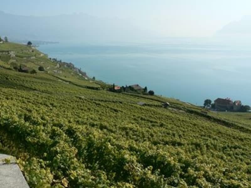 レマン湖の葡萄畑