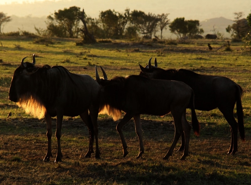wildebeeste