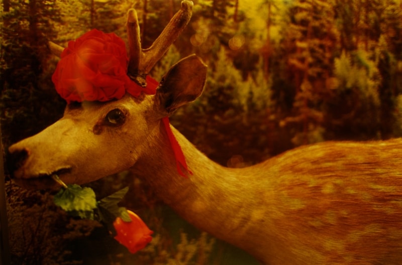 「 noir 」 2010 ?mika ninagawa, Courtesy of Tomio Koyama Galler y