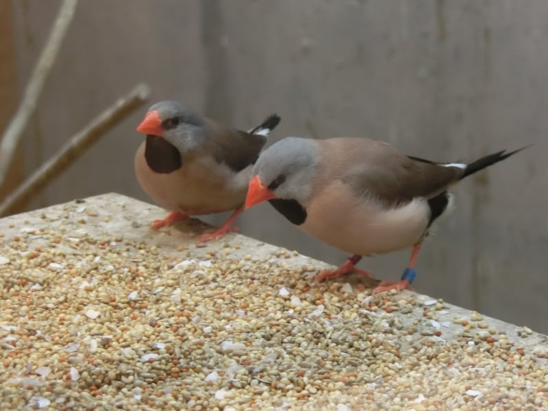 シュバシキンセイのシュバさんと友達