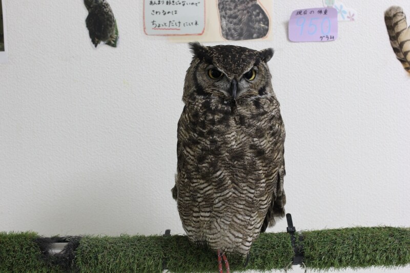 フクロウさんアップ