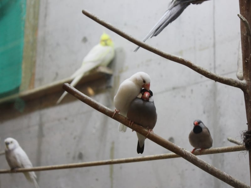 白文鳥ラブラブ