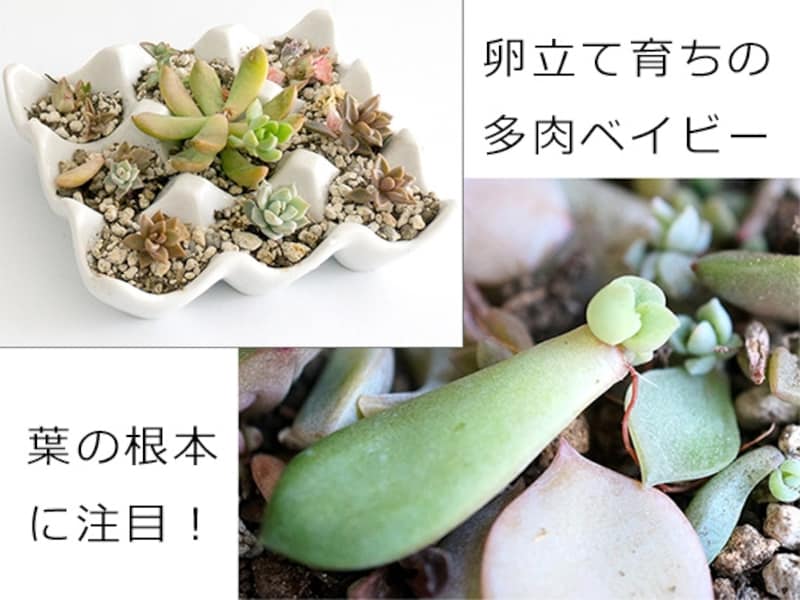 葉っぱから多肉ベイビー誕生!