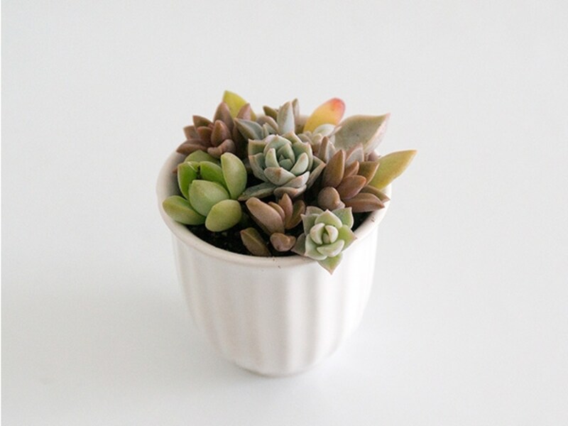 小さな陶器の器に