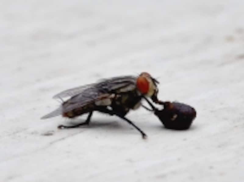 洗濯物にハエが卵を…!