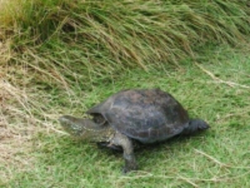 意外と身近なあなたのペットも規制の対象かも…（写真はイメージです）