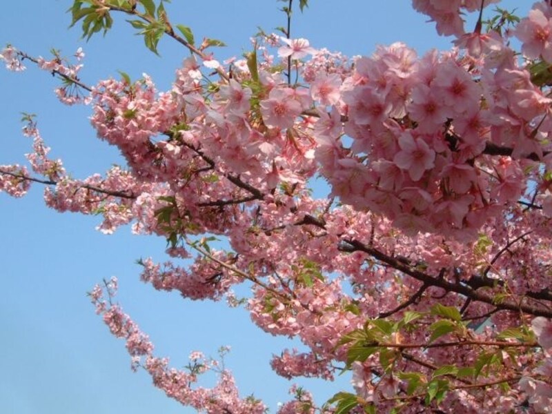 三浦海岸の河津桜(2)/たわわに咲いています