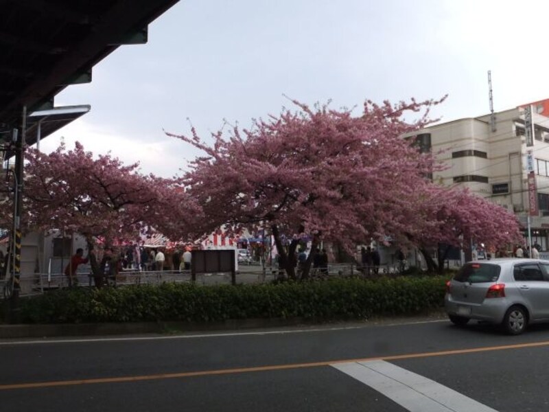 三浦海岸の河津桜(4)/三浦海岸駅前