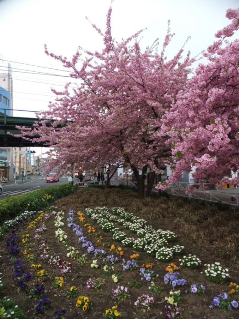 三浦海岸の河津桜(5)/駅前の河津桜と可憐な花畑