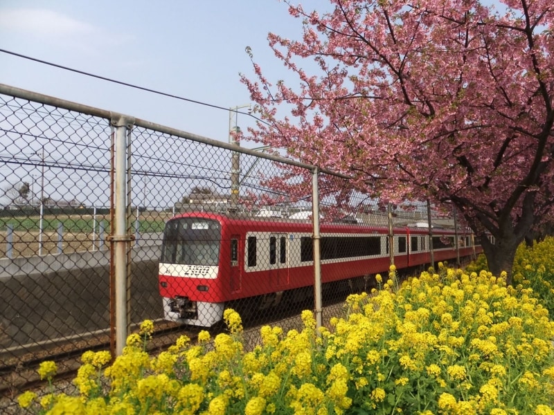 三浦海岸の河津桜（7）／菜の花と共に