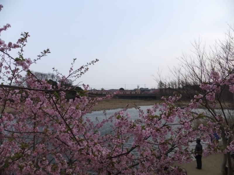 三浦海岸の河津桜（8）／小松ヶ池公園からの眺め