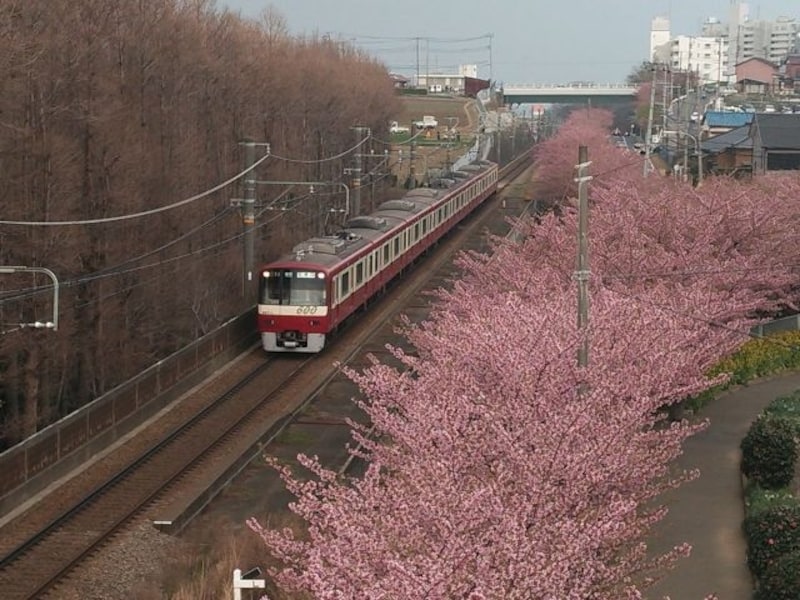 三浦海岸の河津桜（9）／京急線の電車と共に河津桜を見下ろす