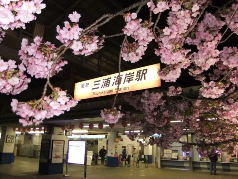 三浦海岸の河津桜(11)/桜色を基調にした期間限定の駅名看板と河津桜
