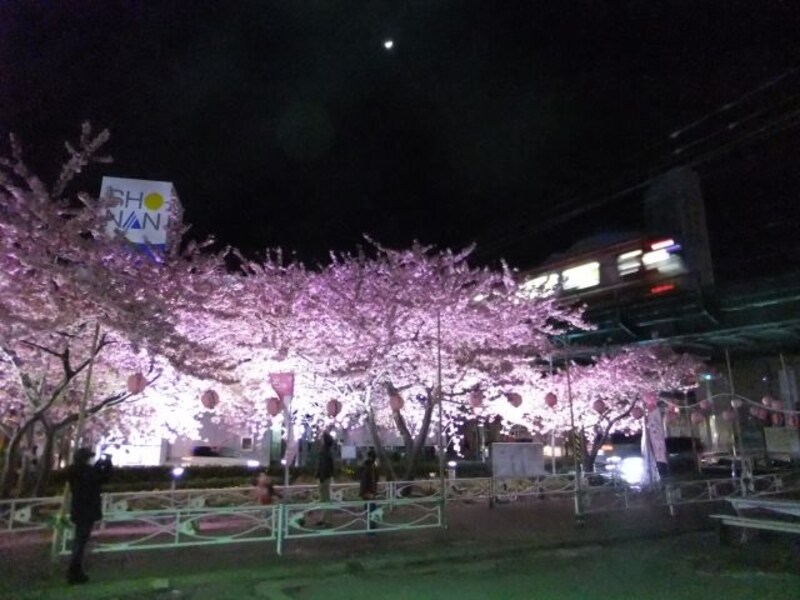 三浦海岸の河津桜（10）／ライトアップされた三浦海岸駅前の河津桜
