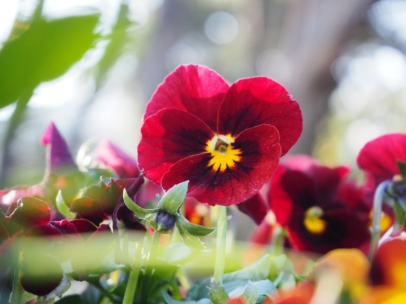 オリンパスM.ZUIKO DIGITAL 14-42mm EZ