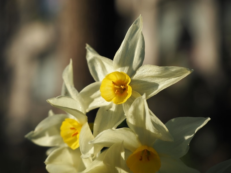 オリンパスM.ZUIKO DIGITAL 14-42mm EZ