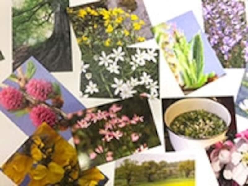 フラワーカード