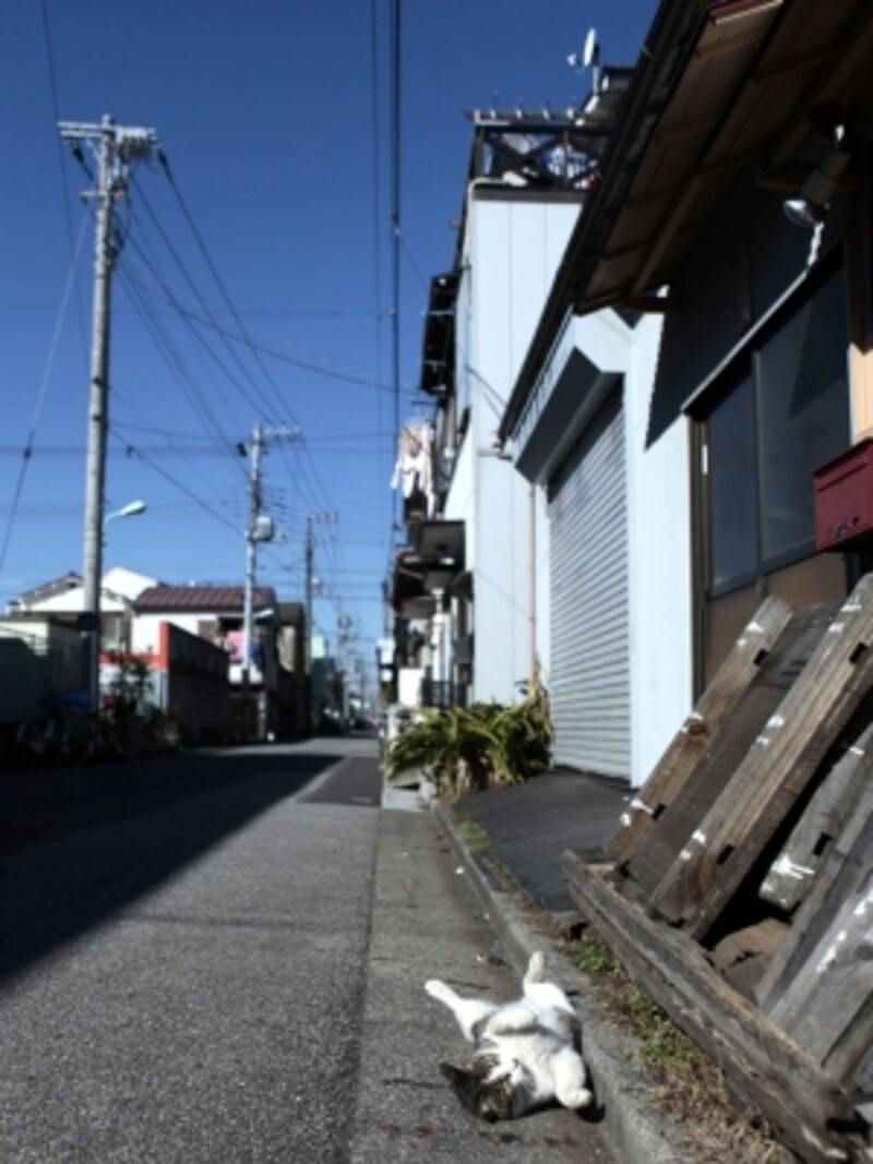 選択はお昼寝
