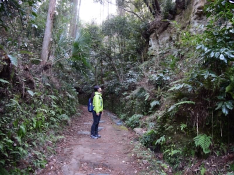 朝比奈切通しの道