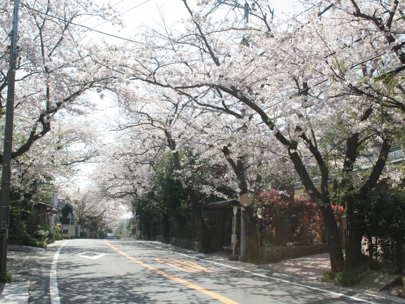 鎌倉山の桜並木