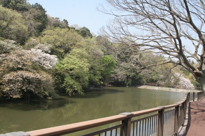 萌木色の山々やヤマザクラと夫婦池