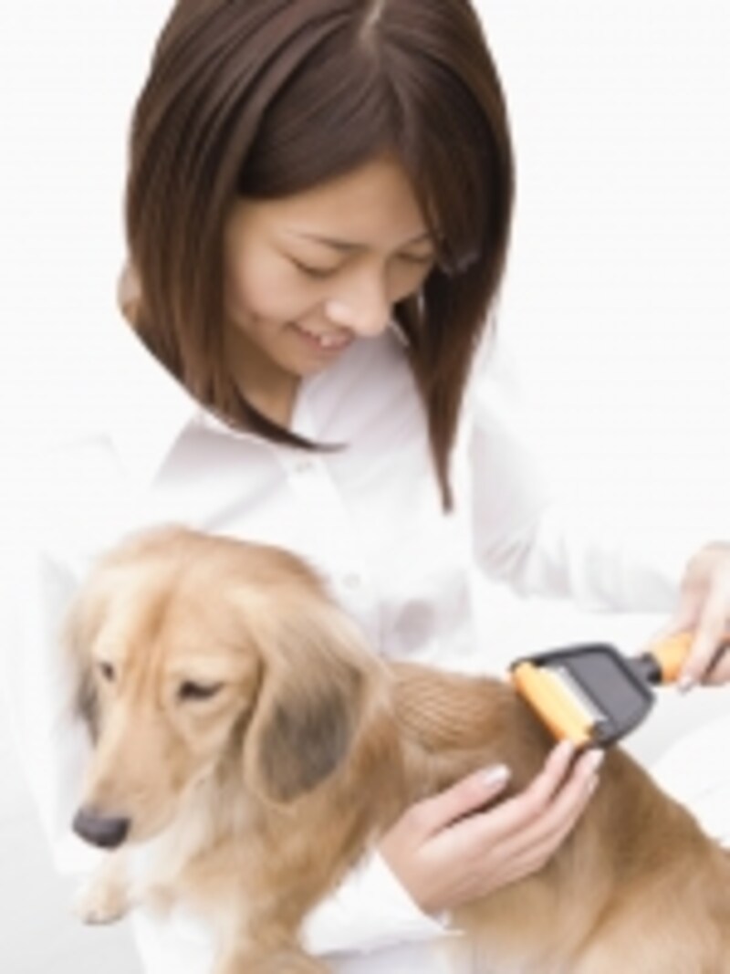 愛犬のグルーミング