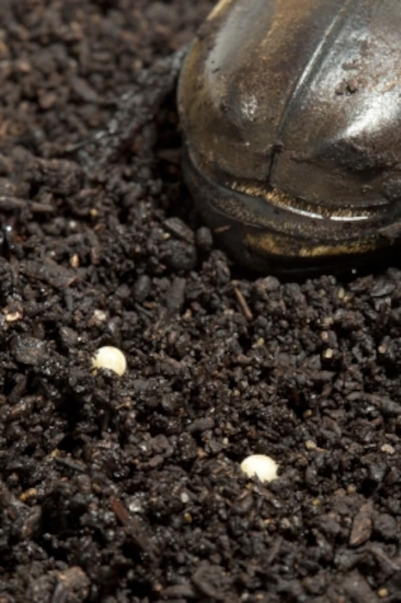 カブトムシの成長過程：産卵