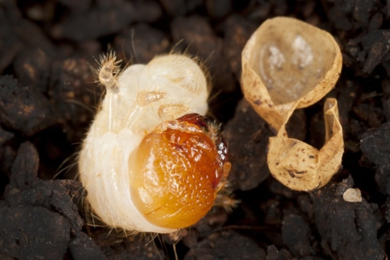 カブトムシの成長過程：孵化