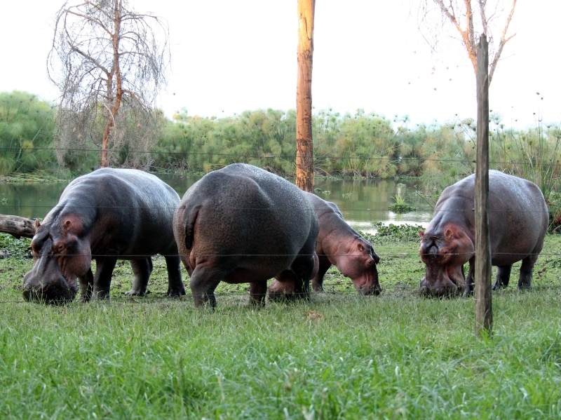 hippo