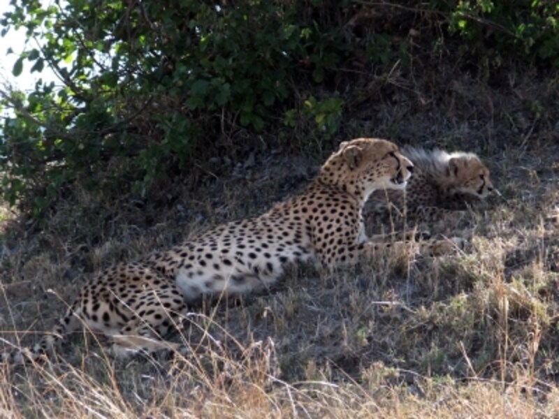 2 2 ケニアで野生動物を見るために守るべき国立公園ルール ケニア All About