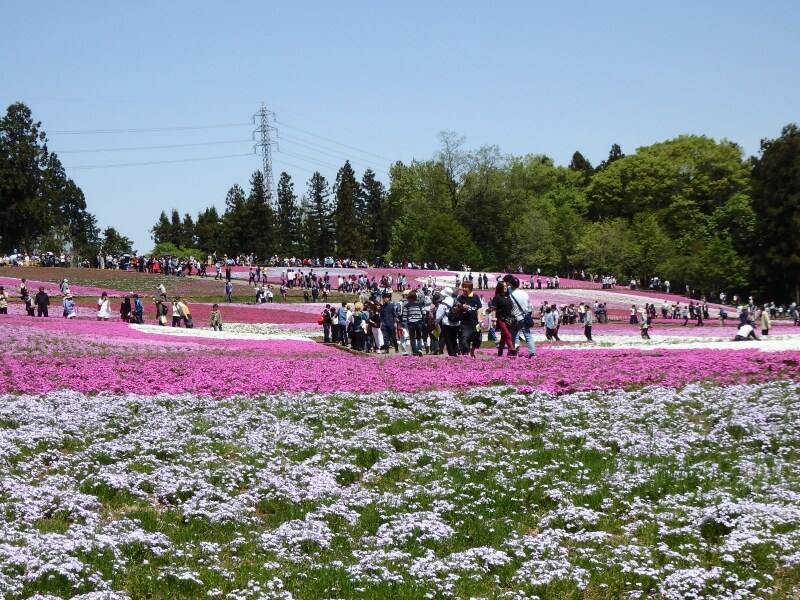 足元に広がる芝桜の絨毯